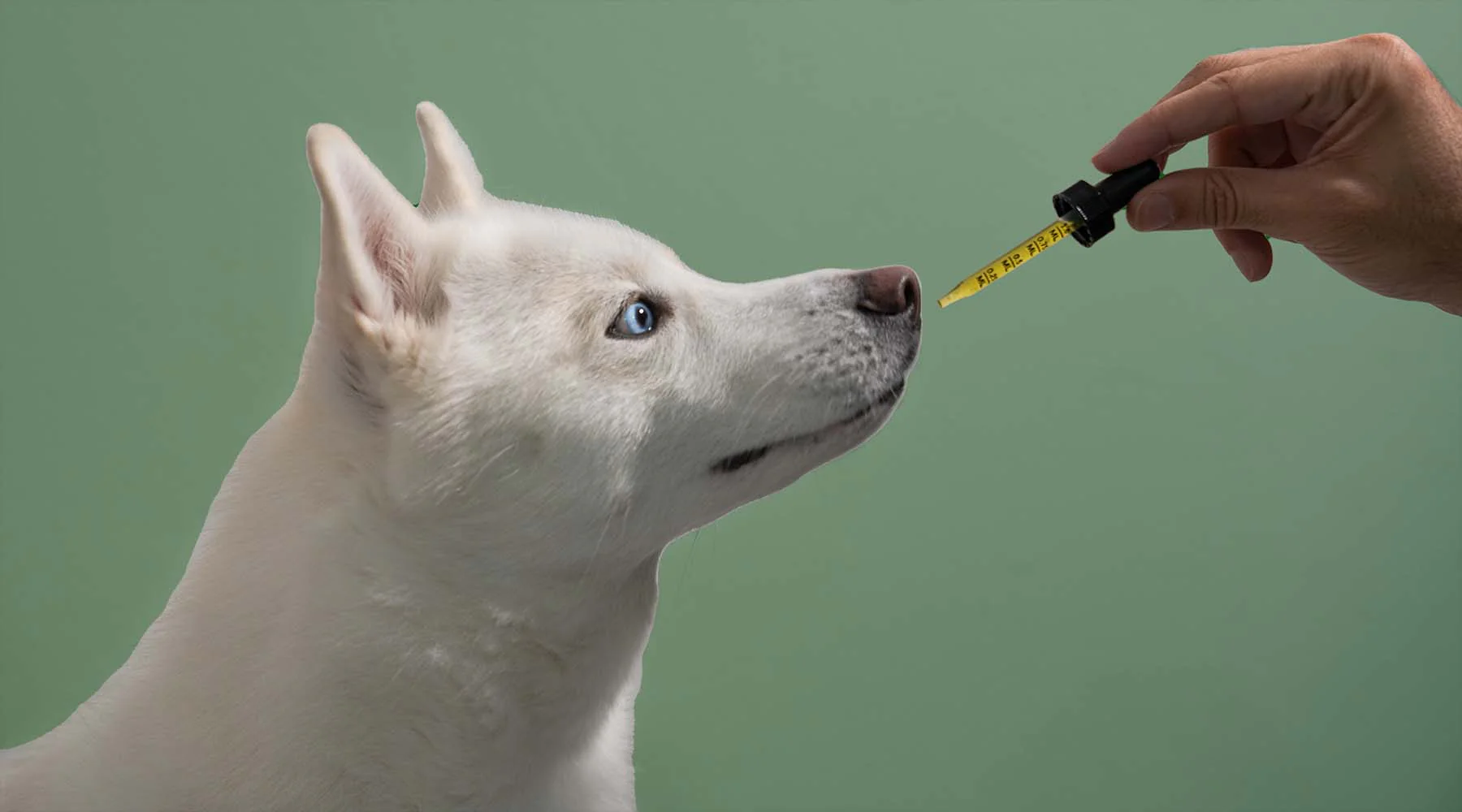 How CBD Can Help Ease Anxiety in Dogs