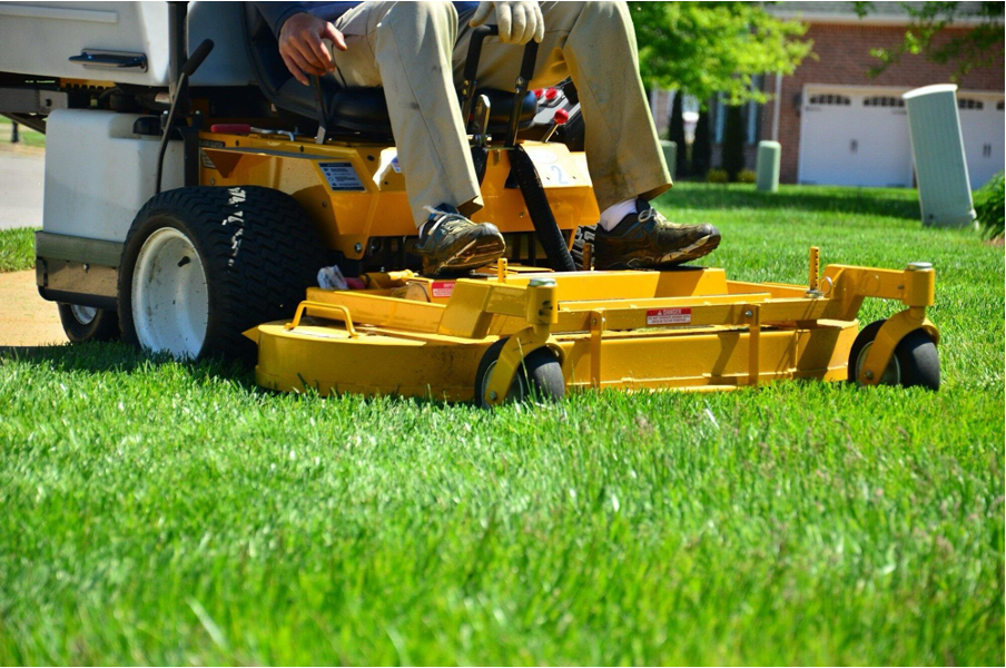 Guide to Choosing a Professional Lawn Service